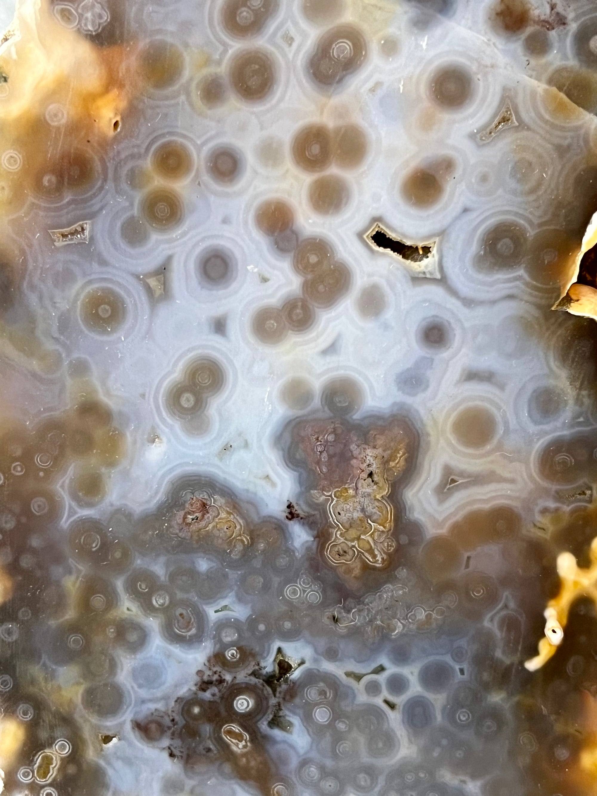 Huge 4.2 kg Orbicular Ocean Jasper Statement Piece